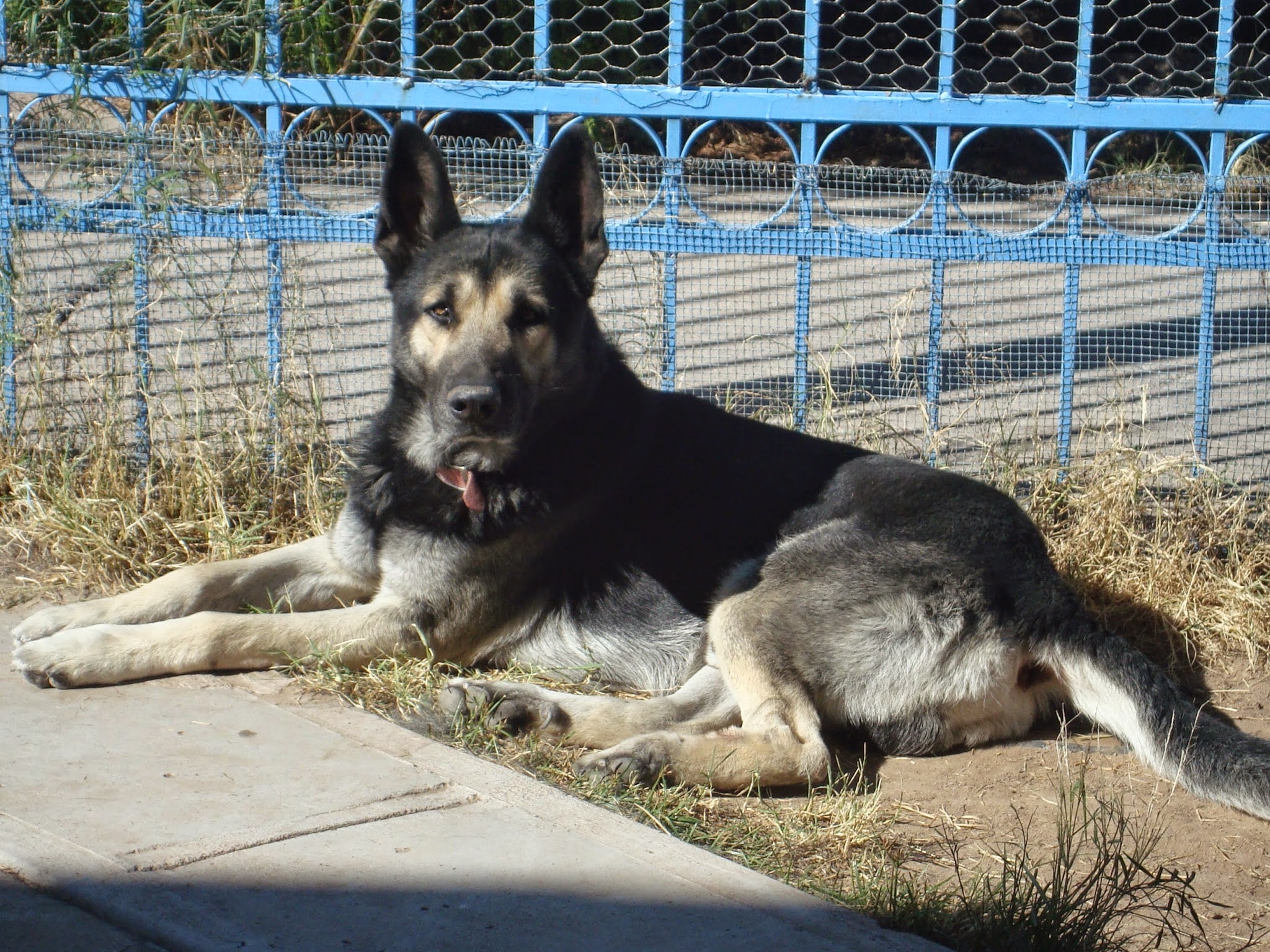 Koko