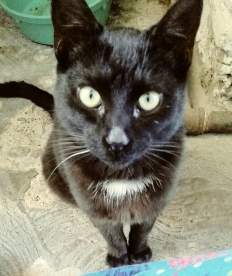 Zalem