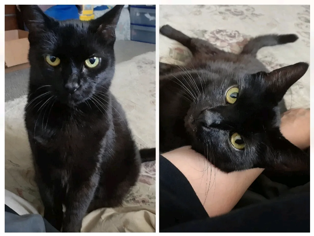 MISCHIEF