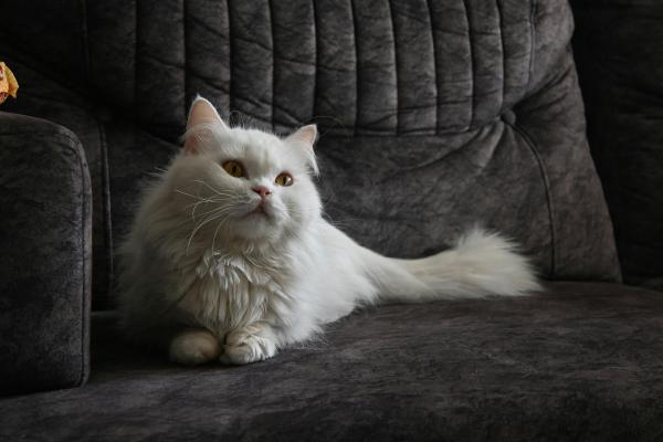 Snowball